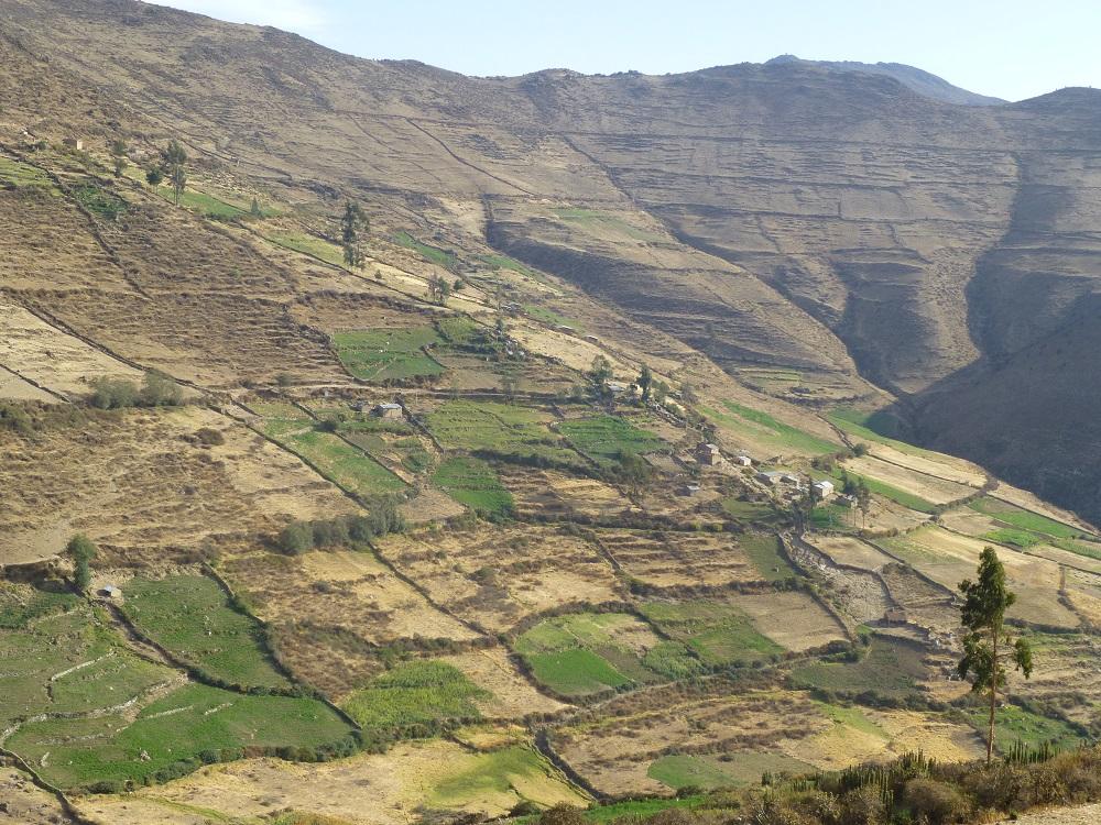 Cultivos en Santa Rosa