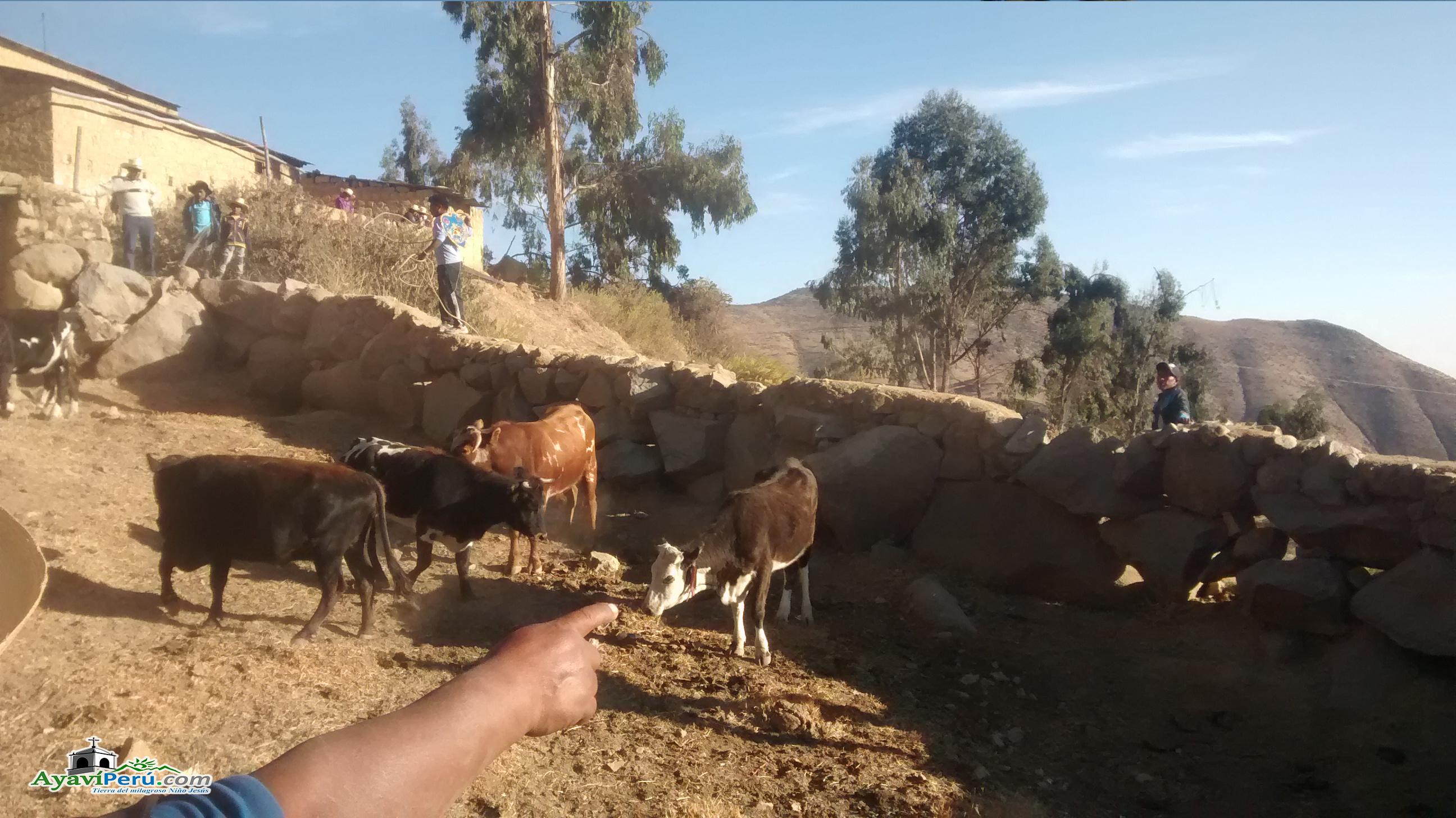 Fiesta Patronal Virgen del Carmen